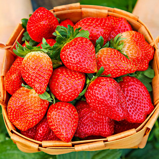 傻鲜森 新鲜红颜草莓整箱 整箱5斤单果20-30克