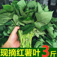 鲜木福建红薯叶新鲜食用红薯叶苗地瓜叶嫩尖嫩头红苕梗现采现发 500g