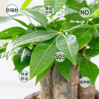 发财树小盆栽办公室绿萝箩水培绿植花卉植物室内花文竹四季好水养