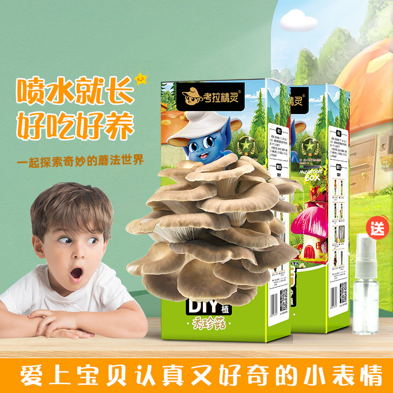 考拉精灵蘑菇种植包2盒装可食用diy菌包菌棒菌种秀珍平菇新鲜儿童