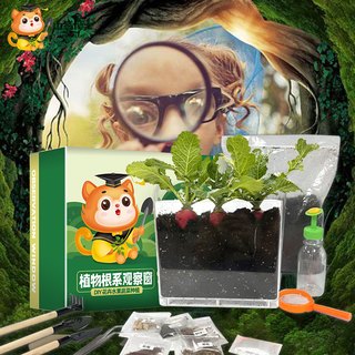 山猫博士儿童植物观察窗种子发芽生长宝宝种植迷你小盆栽幼儿绿植