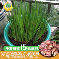 凤鸣雅世新鲜红葱头小葱种籽香葱苗火葱阳台蔬菜孑红葱头种子500克 