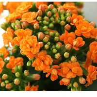 办公室桌面绿植长寿花盆栽重瓣花苗带花苞大花植物室内绿植四季开花长寿花卉老桩 嘉瑰 橙色长寿花(带花苞) 原盆