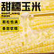 野三坡 23年新鲜采摘黄糯玉米白糯玉米10棒真空粘糯玉米苞米旗舰店