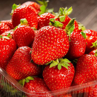 君闵 红颜99草莓新鲜草莓很甜奶油当季现摘现发烘焙草莓 精品大凉山红颜99草莓 5斤装