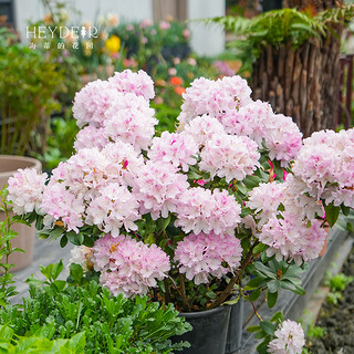 海蒂的花园杜鹃花苗多年生灌木阳台庭院耐阴花卉盆栽植物