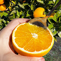 88VIP：七公主果园 秭归脐橙单果60mm+新鲜现摘香甜多汁净重4.5斤