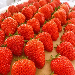 姬幻 红颜99草莓 5斤装  单果15-30g