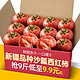 果乡趣 正宗新疆品种自然熟沙瓤西红柿10斤普罗旺斯现摘新鲜水果蔬菜番茄