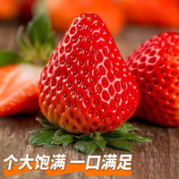 佳宝臣 VEYBOUSON大凉山99红颜草莓 高山露天种植草莓现摘现发 2.5斤装 【单果25- 30克】
