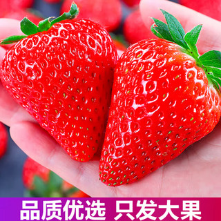 智洲大凉山高山露天种植草莓现摘现发 农家草莓 新鲜直达 99红颜草莓 礼盒装 2盒【单果30g+】