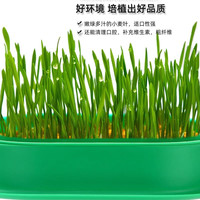 宠悦奇 猫草猫薄荷盆栽水培化毛球草种子粒非已种好懒人幼猫零食猫咪用品