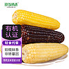 珍谷诱惑 23年新鲜糯玉米 有机玉米200g/根 甜糯玉米棒 真空玉米 轻食苞米