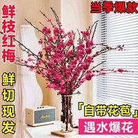如一花开 新年装饰梅花枝遇水开花冬季室内水培梅干枝年宵花卉