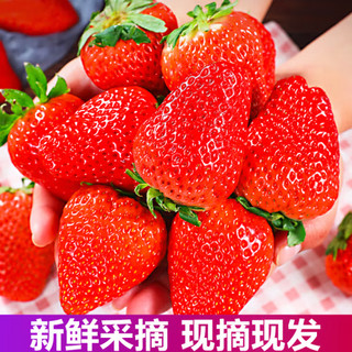 智洲 大凉山红颜草莓 2.5斤装