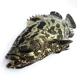 隆鲜道 珍珠龙胆石斑鱼 1-1.5斤/条净重5斤