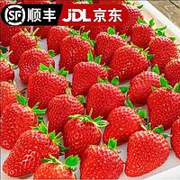 田良季【】红颜99奶油甜草莓品种牛奶大凉山草莓礼盒年货品物盒 5斤装【蕞划算10/斤】 特大果（单果20-25g）