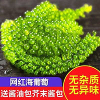 蜜鲜湾 海葡萄 盐渍海葡萄100g新鲜活即食长寿菜海藻菜海菜寿司鱼子酱 100g*6包海葡萄 配蘸料