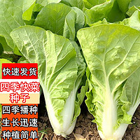 慎思苑 四季播种蔬菜四季快菜种子（约1500粒） 原厂封装1袋