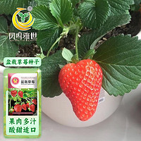 凤鸣雅世 草莓种籽四季家庭阳台春季秋冬季菜种子盆栽草莓种子500粒