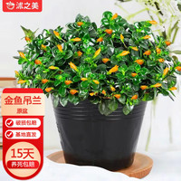 沭之美金鱼花吊兰盆栽吊兰植物办公室盆栽花卉绿植   90#金鱼吊兰+原盆