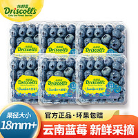 Driscoll's Only the Finest Berries 怡颗莓 当季云南蓝莓 Jumbo超大果国产蓝莓超大125g*6盒