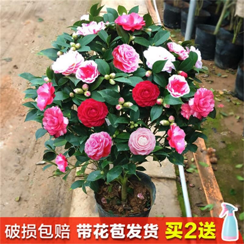 花询 盆栽茶花苗 四季香妃茶花盆栽带花苞浓香型庭院室内好养赤丹树苗花卉植物观赏花卉 当年开花耐寒花卉 赤单茶花 4年苗带花苞发货