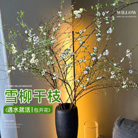 临雅雪柳水培绿植物室内鲜花水养开花卉龙柳盆栽插花 干枝65cm12支