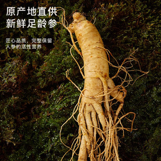半山农 长白山新鲜人参 250g 滋补品