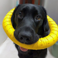 狗狗玩具磨牙棒互动拉环飞盘耐咬训犬幼成大型犬金毛拉布拉多拉环狗球磨牙耐咬狗解闷EVA浮水宠物玩具 大号软胶圆环【30cm】