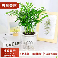樱霞袖珍椰子富贵椰子小盆栽绿植盆栽 袖珍椰子一盆（含盆）