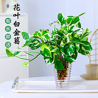 白金葛绿箩盆栽花叶绿萝绿植室内客厅桌面垂吊水培植物净化空气