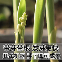 春速 铃兰花苗盆栽耐寒植物带花苞种球四季开室内外好养花卉绿植玲