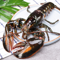 香之集波士顿大龙虾冰鲜冷冻波龙澳龙活虾海鲜 泼 士 顿龙虾 一只4.5-5斤