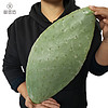 御荟坊 墨西哥米邦塔仙人掌盆栽食用外敷种植做菜观赏仙人掌 食用3年片 3斤装