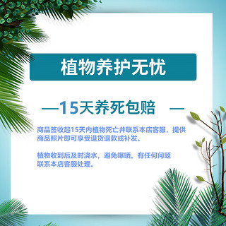 泰西丝 水培郁金香种球盆栽花卉植物客厅绿植花卉好养花 郁金香混色