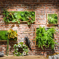 JUHAN 掬涵 仿真绿植框绿植墙多肉组合植物背景墙装饰壁饰花墙礼物