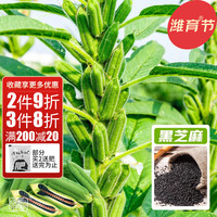 神禾 黑芝麻种子农科院芝麻籽散装 金谷绿宝黑芝麻种子 25g3袋