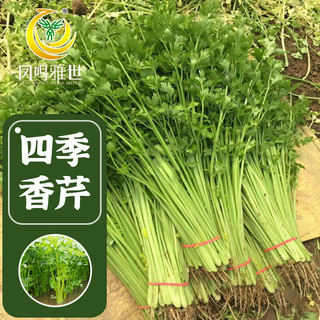 凤鸣雅世芹菜苗种籽大全芹菜种子季青菜籽蔬菜种孑农家四季小香芹种子10克