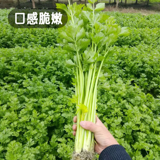 凤鸣雅世芹菜苗种籽大全芹菜种子季青菜籽蔬菜种孑农家四季小香芹种子10克