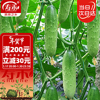 寿禾 黄瓜种子四季水果黄瓜种籽 潍育系列摘不败黄瓜种子100粒