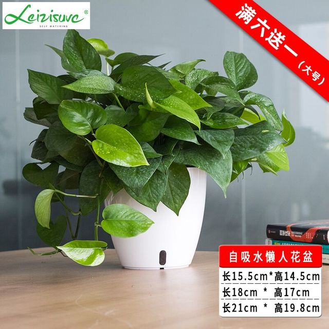 Leizisure 莱之秀 绿萝专用懒人花盆 15.5cm
