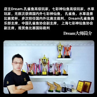 云峰海瑞 凤尾鱼观赏鱼孔雀鱼活体热带鱼观赏鱼活体孕母小型淡水斗鱼宠物 天空蓝2对2-3厘米
