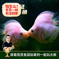 云峰海瑞 水族箱小型热带鱼观赏鱼活体红绿灯鱼淡水水族电光鱼美人天使鱼 接吻鱼3条