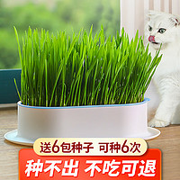 疯狂的主人 猫草种子盆栽水培种籽套装6袋装猫薄荷去毛球猫咪零食