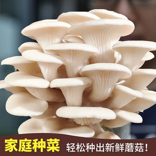 禹知蔬蘑菇种植包平菇菌包家庭种香菇菌种菌菇种子椴木棒食用菌儿童种包 白平菇菌包1个约1斤多