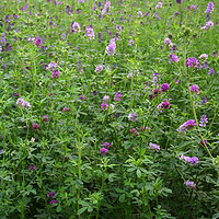 花翁 进口牧草种子畜牧养殖抗旱黑麦草紫花苜蓿籽 紫花苜蓿种子500克
