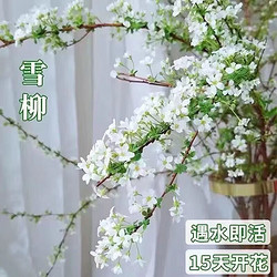 水培雪柳鲜花20支60cm