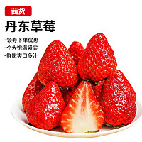 茜货 丹东99红颜奶油草莓水果生鲜特大果3斤装 单果30-40g 源头直发