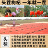 宁夏枸杞特级500g大粒免洗泡天然中宁苟构茶男肾黑